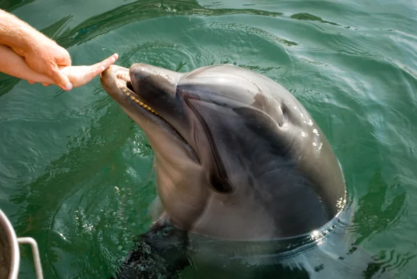 Дельфін — стокове фото