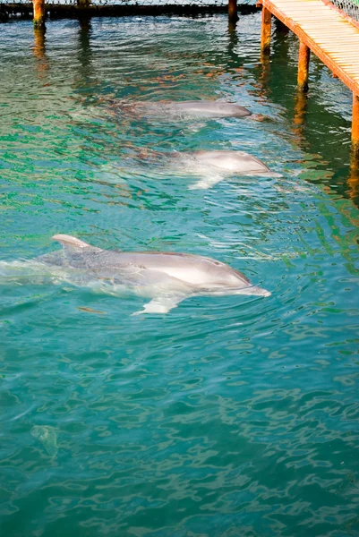 Golfinhos — Fotografia de Stock