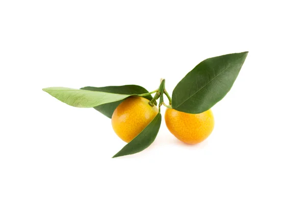 Micro mandarinas — Foto de Stock