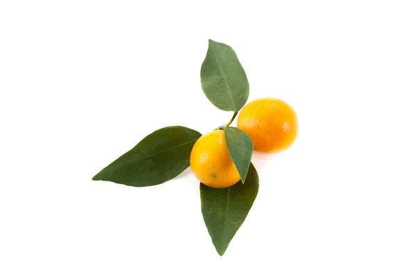 Mikro mandarinky — Stock fotografie