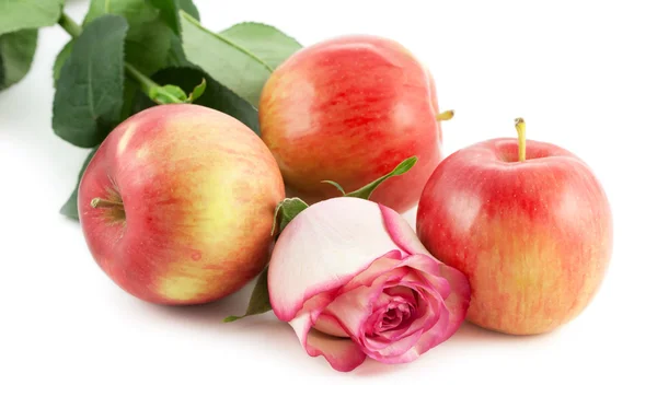 バラと赤リンゴ — ストック写真
