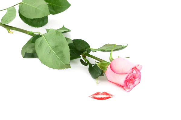 Rose and kiss — Stock Photo, Image