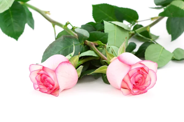 Dos rosas. —  Fotos de Stock