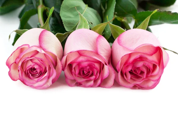 Roses Stock Picture