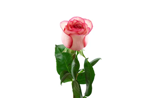 Rózsa — Stock Fotó