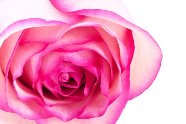 Rosa. Fotografias De Stock Royalty-Free