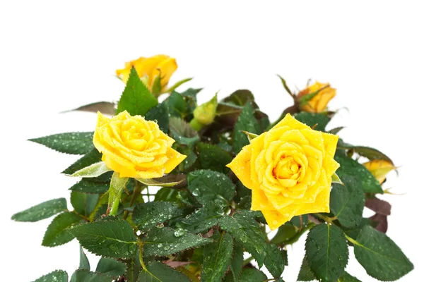 Yellow rose Stock Image