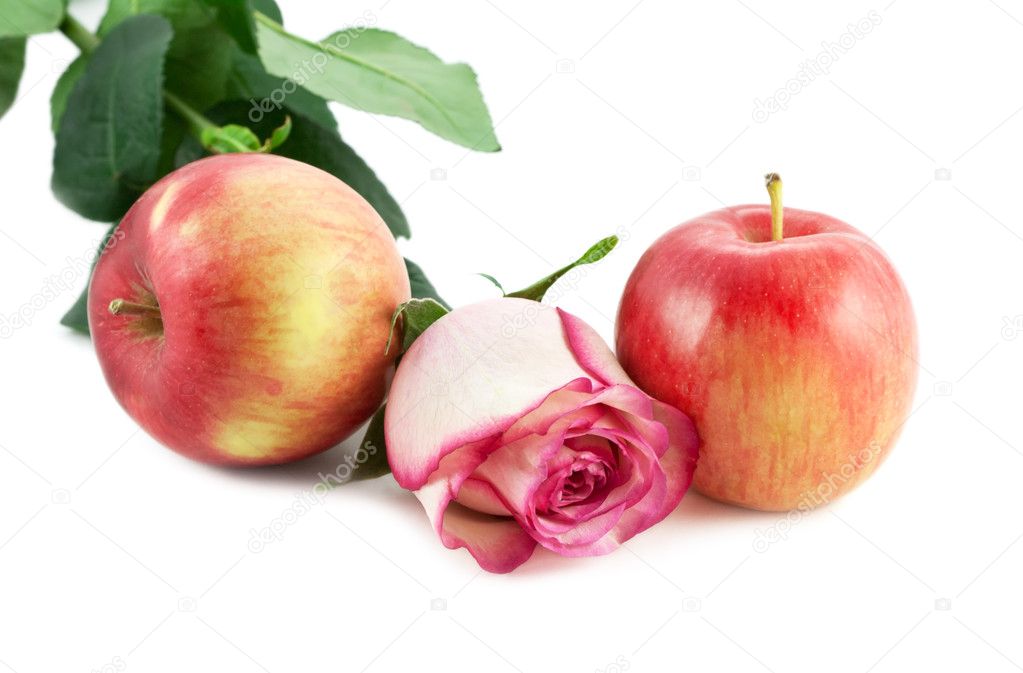 Rose and apples Stock Photo by ©evgeniy 1451486