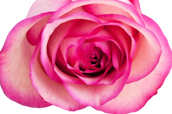 Rose Stock Image