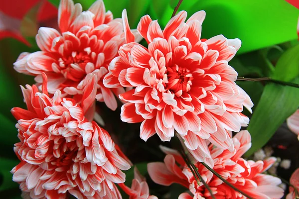 Bukiet czerwony kwiat — Zdjęcie stockowe