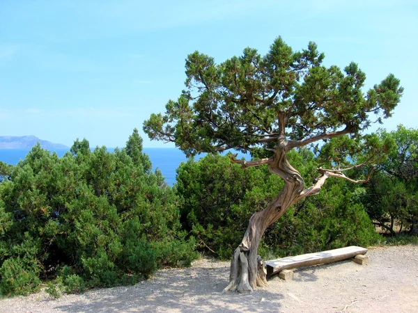 クリミア半島の風景木 — ストック写真