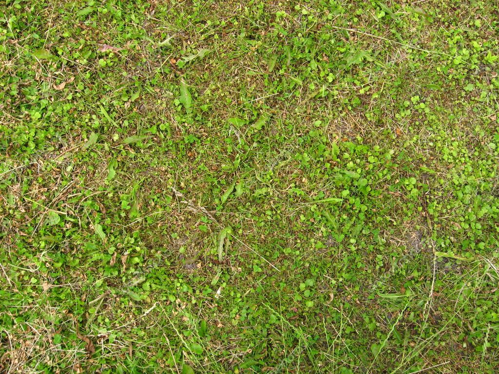 Grass texture — Stock Photo © Viktor4ik #1506587