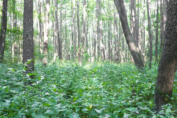 stock image Forest