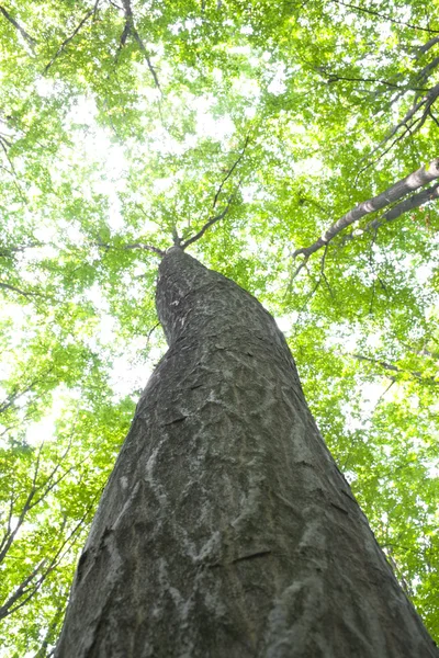 Sommar trä — Stockfoto