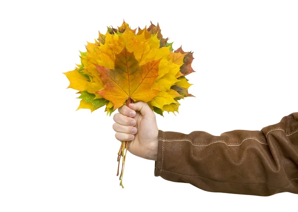 Leaves in hand — Stock Photo, Image