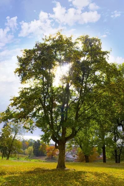 Vackert träd — Stockfoto