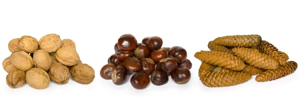 Орехи, каштаны и шишки — стоковое фото