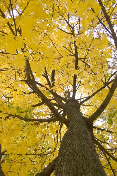 Drzewo jesień — Zdjęcie stockowe