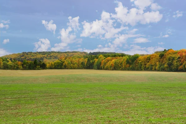 stock image Field