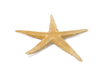 Starfish clipart