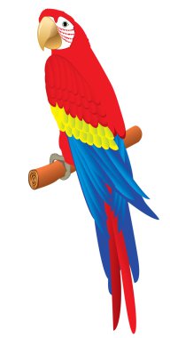 Parrot.Vector clipart