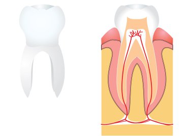 Tooth.Dentist