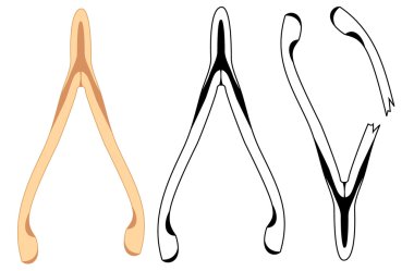 Wishbone.Vector image clipart