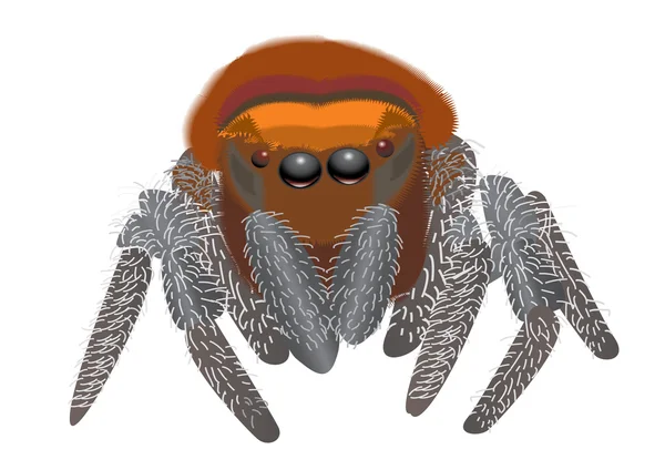 Pavouk. velký hmyz — Stockový vektor