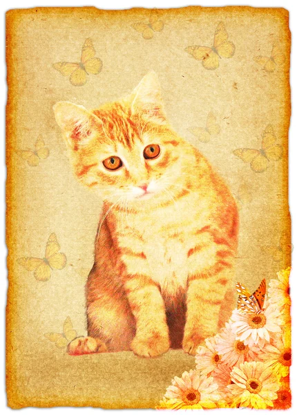 猫とグランジ古紙 — ストック写真