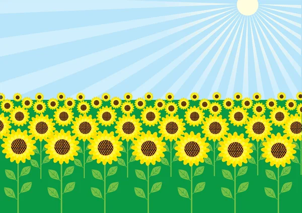 Vector field of yellow sunflowers — Stock Photo, Image