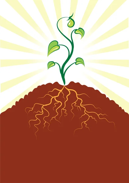 stock image  little tree and roots .Seedlings