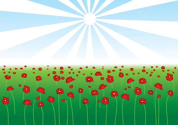 Poppy vectorveld in zon dag — Stockfoto