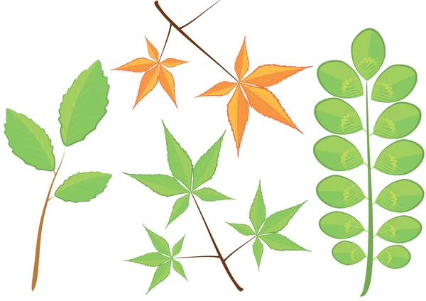 Векторные зелёные листья — стоковое фото