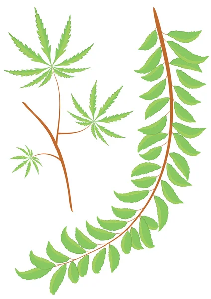 Vector green leaves and branch — Stock Photo, Image
