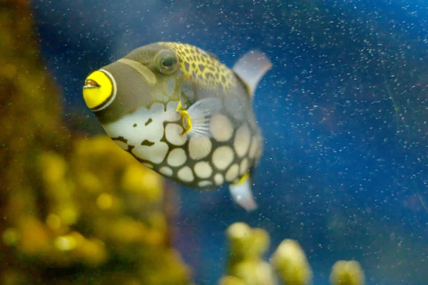 Palyaço triggerfish