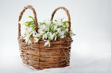 Snowdrops in wicker basket clipart