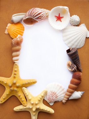 Frame with seashells clipart