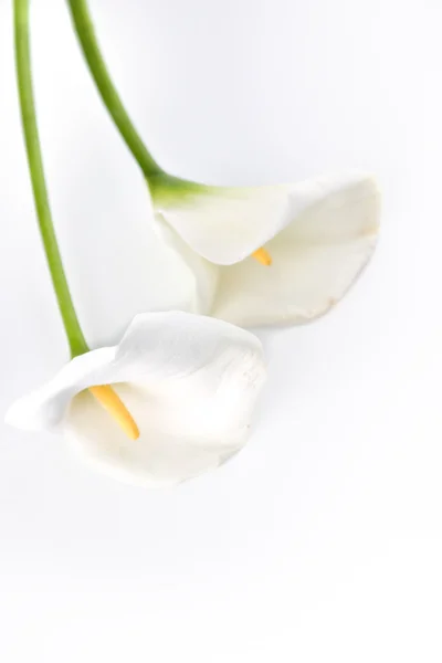 Calla lilies — Stock Photo, Image