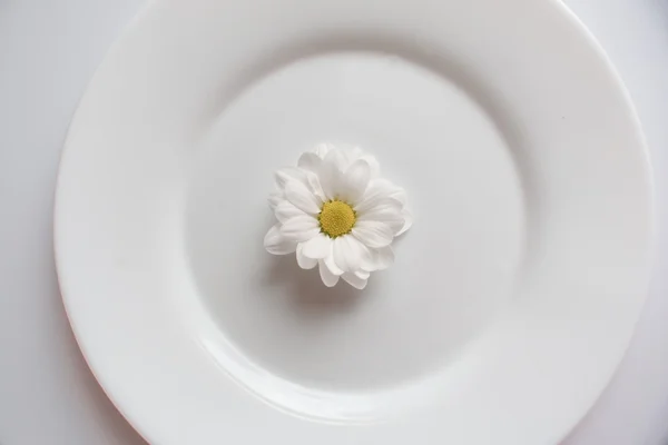Camomile on a plate — Stok fotoğraf
