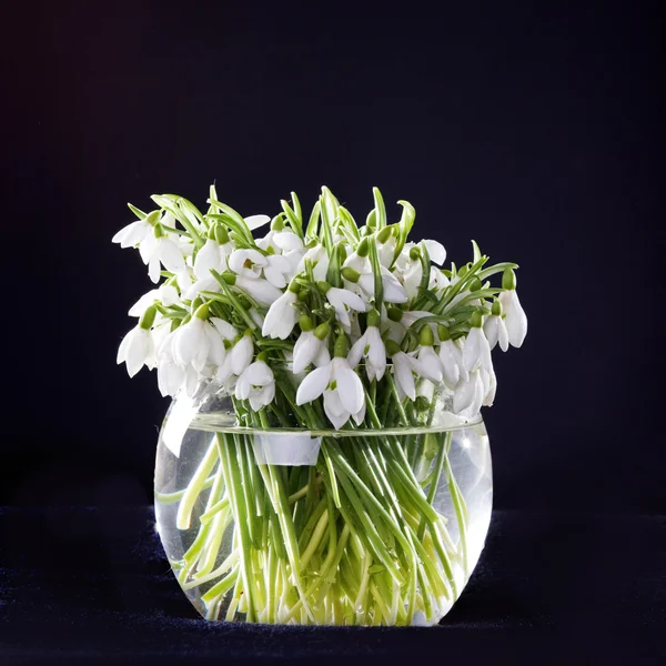 Schneeglöckchen in der Vase — Stockfoto