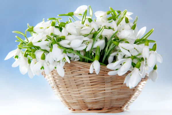 Snowdrops in basket — Stock Photo, Image