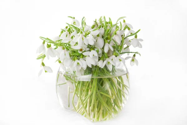 Hóvirág-váza — Stock Fotó
