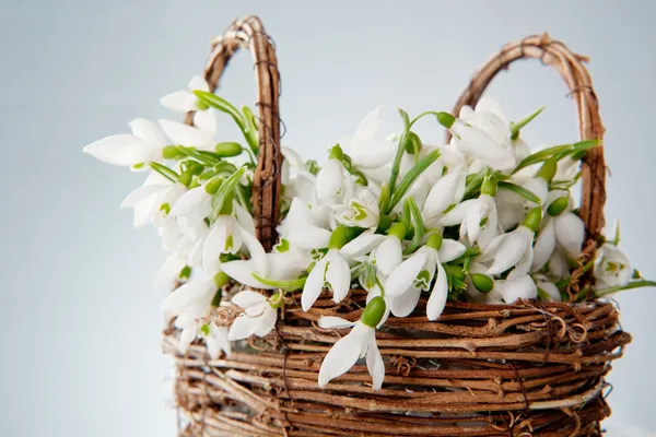 Snowdrops in wicker basket — Stock Photo, Image