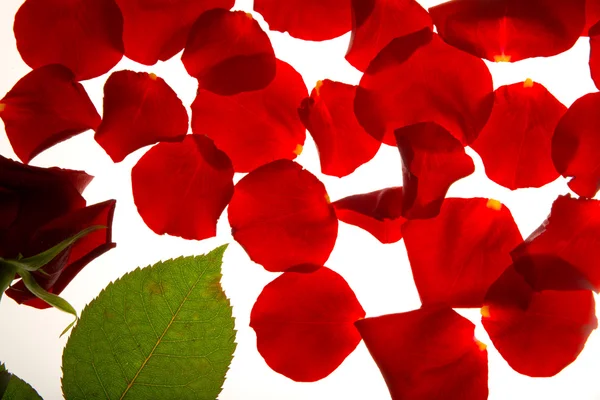 Red rose and petals — Stock Photo, Image