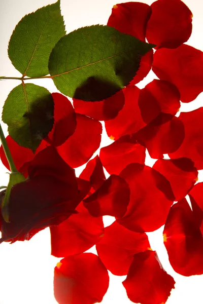 Röd ros med blad och kronblad — Stockfoto