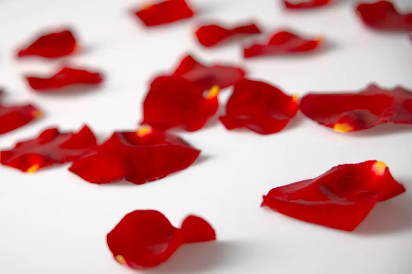 Sparsed rose petals — Stock Photo, Image