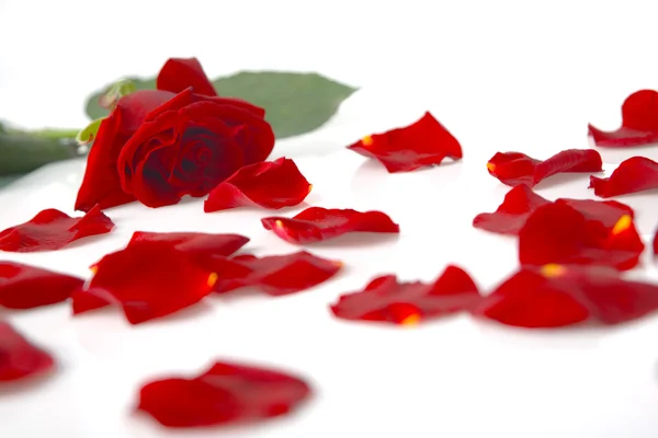 Röd ros och kronblad — Stockfoto