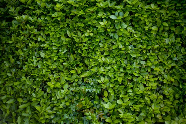 Folhas verdes fundo — Fotografia de Stock