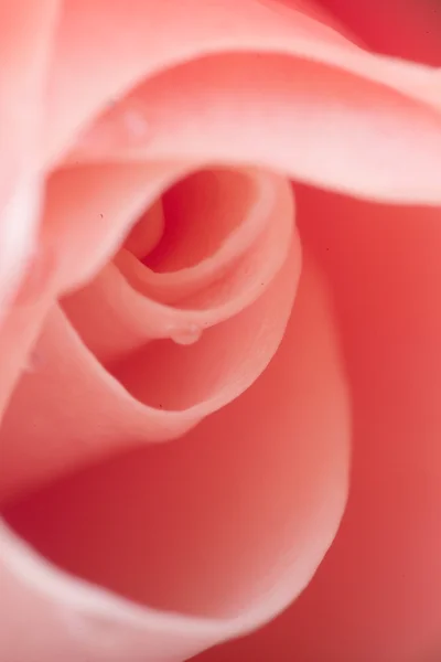 Роза с капельками макроса — стоковое фото