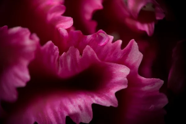 Ekstremalnych makro: różowy — Zdjęcie stockowe